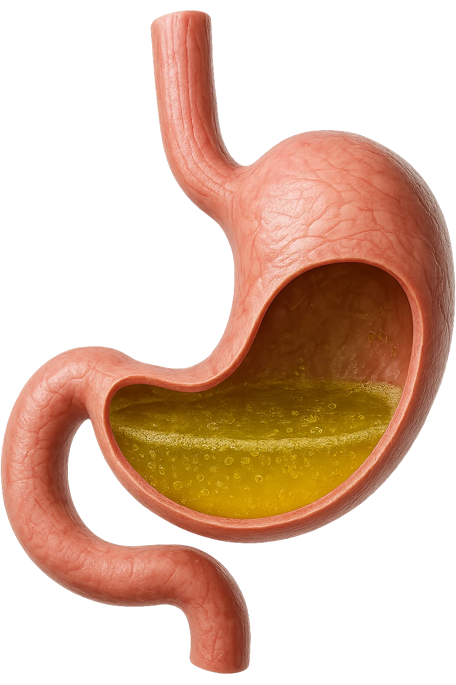 STOMACO ANATOMICO UMANO CON ACIDO GIALLO ALL'INTERNO
IPERREALISTICO 4K, SFONDO BIANCO emoji
