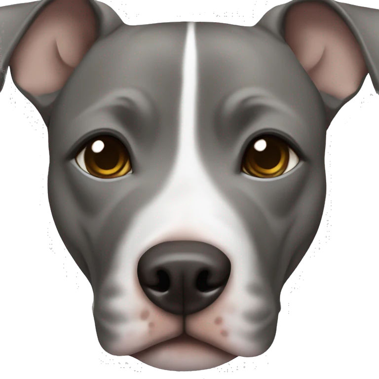 Grey female pitbull with one blue and brown eye emoji