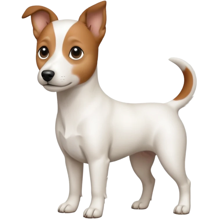 a fully white jack russell the size of a kelpie with a half white face emoji