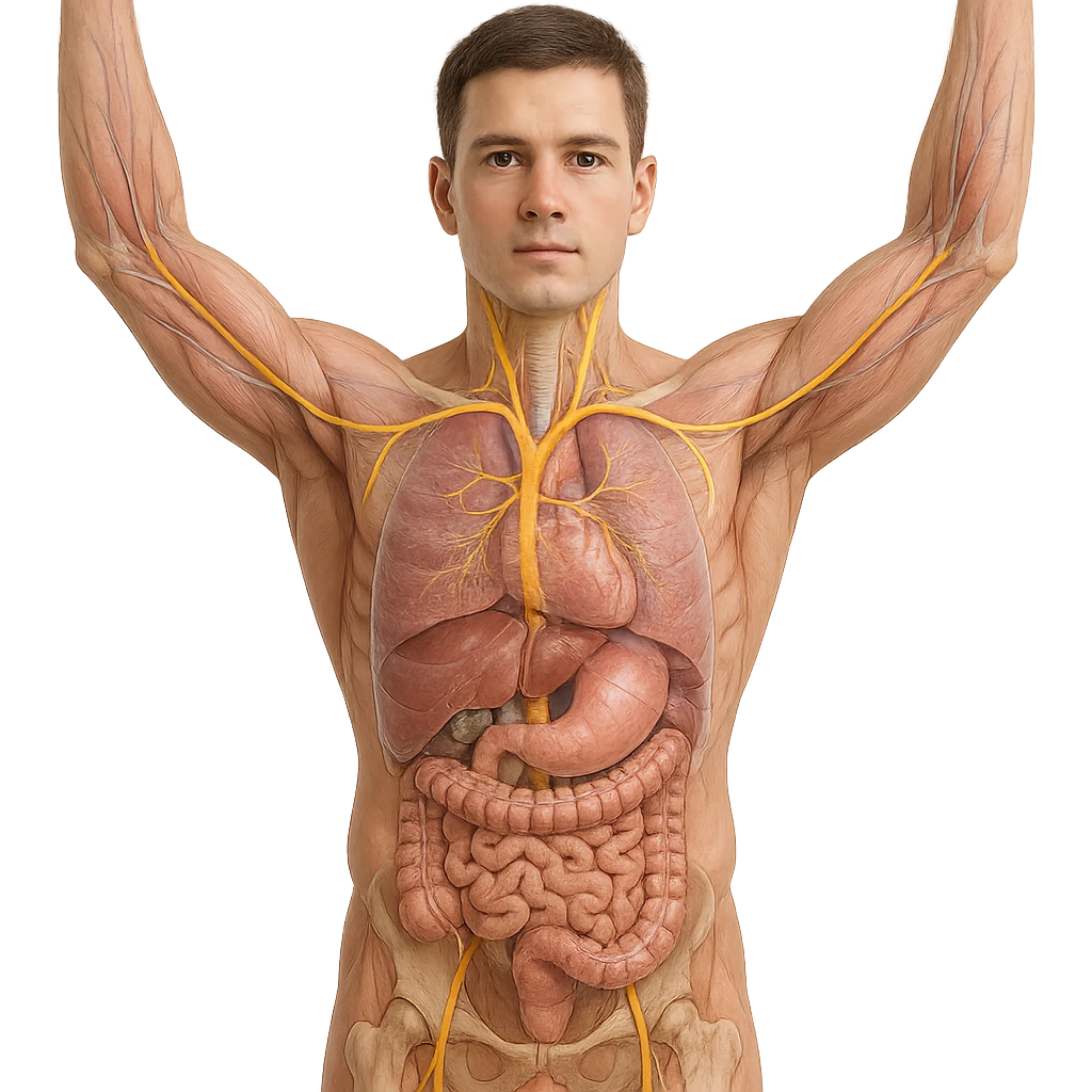 realistic 4K front view image of human body with arms raised, vagus nerve highlighted, anatomical details, visible vagus nerve path, transparency on internal organs, natural colors, white background emoji