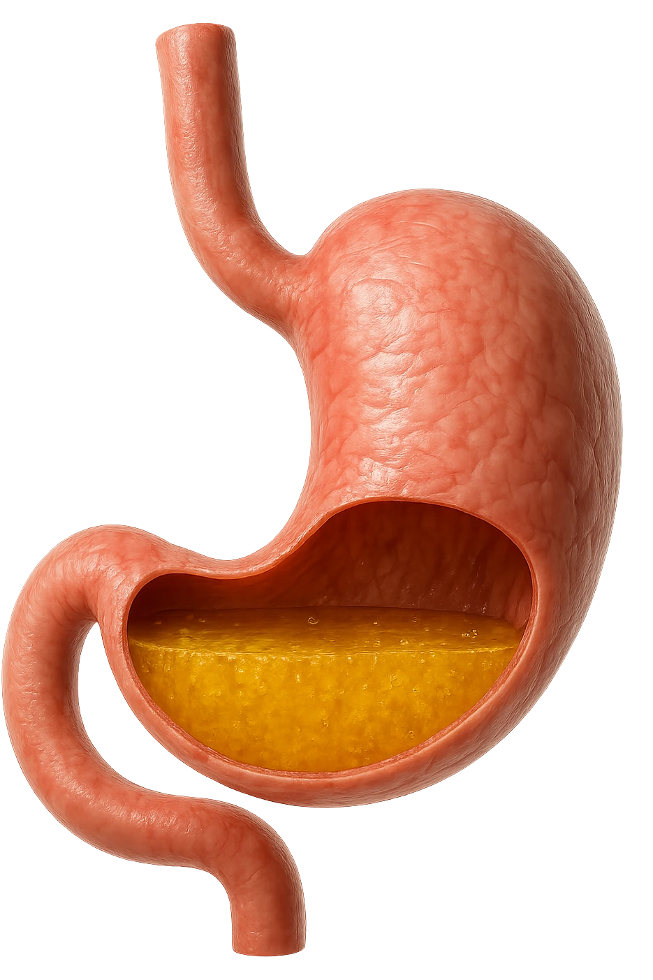 STOMACO ANATOMICO UMANO CON ACIDO GIALLO ALL'INTERNO
IPERREALISTICO 4K, SFONDO BIANCO emoji