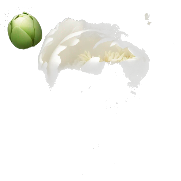 White peonies emoji