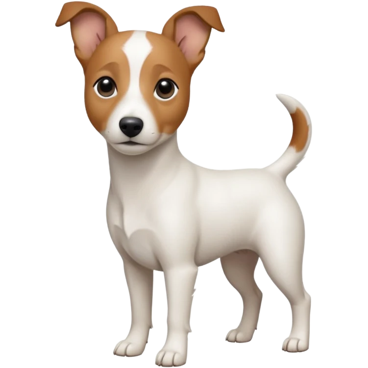 a fully white jack russell the size of a kelpie with floppy ears and a half white face emoji