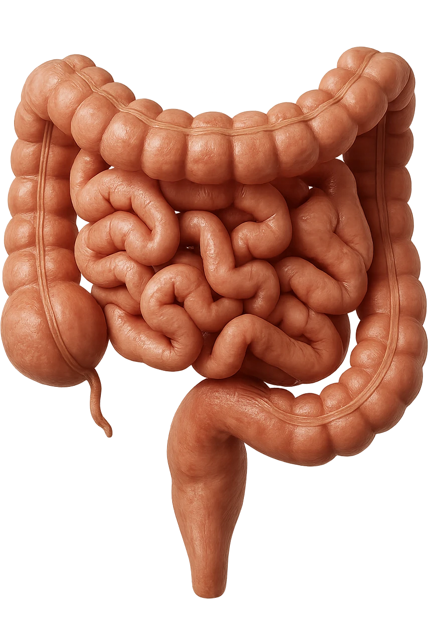 intestino umano anatomico realistico emoji