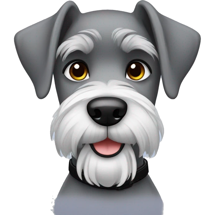 Gray schnauzer with black collar  emoji