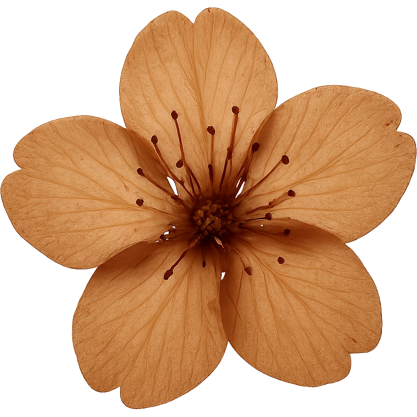 show  one brown cherry blossom without a stem , remove background emoji