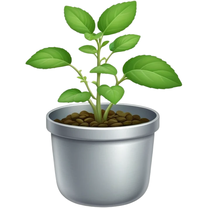 Young sprouts of Plectranthus Verticillatus with perfectly circular coin-shaped leaves in a silver metallic pot emoji