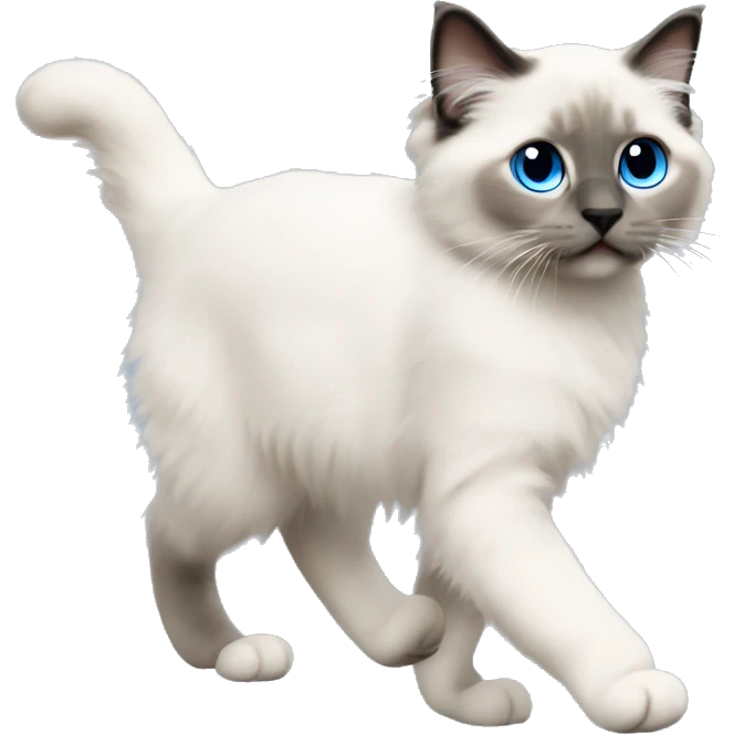 blue point ragdoll kitten walking  emoji