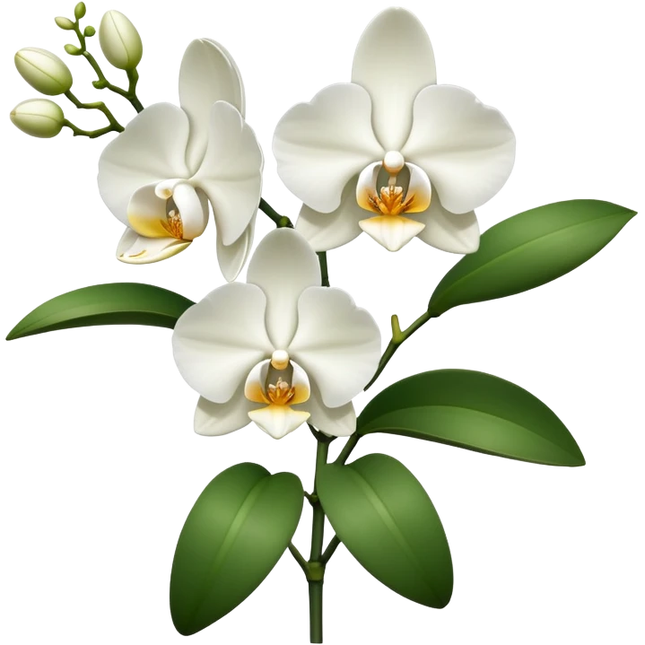 Single elegant orchid stem with several blooms on one stalk and a few green leaves at the base emoji