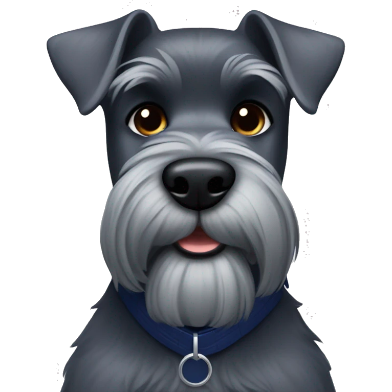 Dark grey schnauzer with navy blue collar emoji