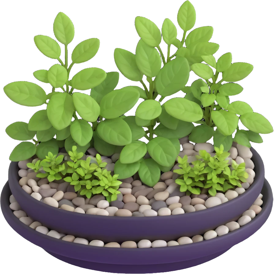 Miniature dish garden with young Plectranthus Verticillatus plants with perfectly round leaves arranged with small pebbles and moss emoji