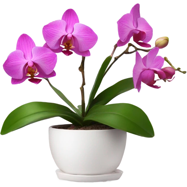 Pink orchid in white pot emoji