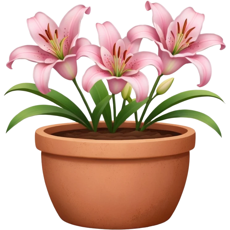 light pink lily flowers in a clay pot emoji