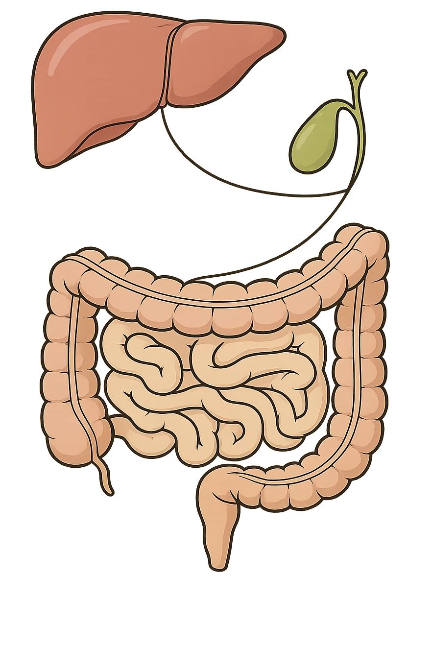 Connessione visiva con linee fegato , intestino e cistifellea emoji