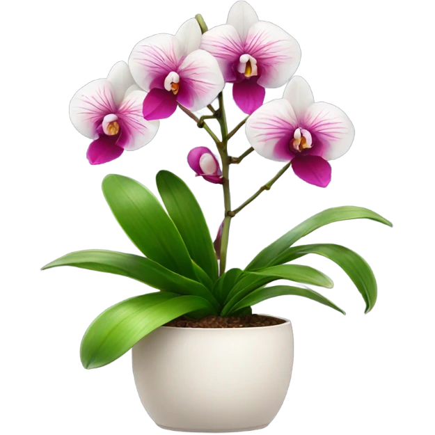 Orchidée en pot emoji