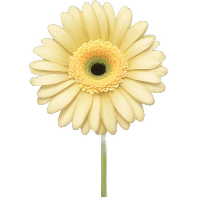 light pale yellow gerbera  emoji