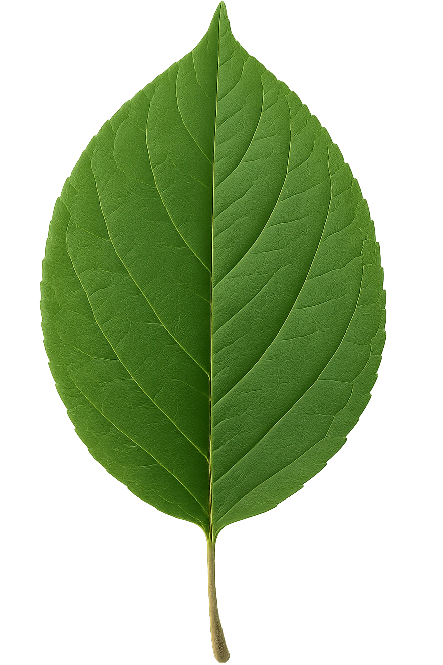 leaf , remove background emoji