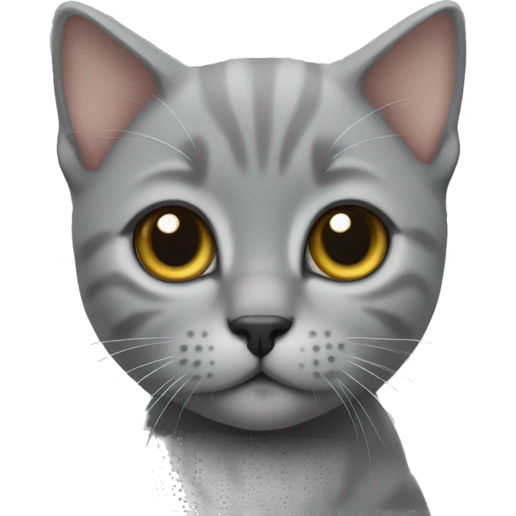 grey British kitten  emoji