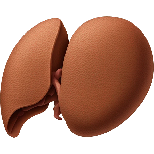 “A detailed illustration of a human liver, showing its shape, texture, and rich brown color, with subtle shading for depth.” emoji