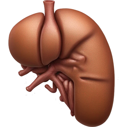 “A realistic image of a human liver, showing its smooth, reddish-brown texture, with clear anatomical details, and subtle shading to highlight its shape and depth.” emoji