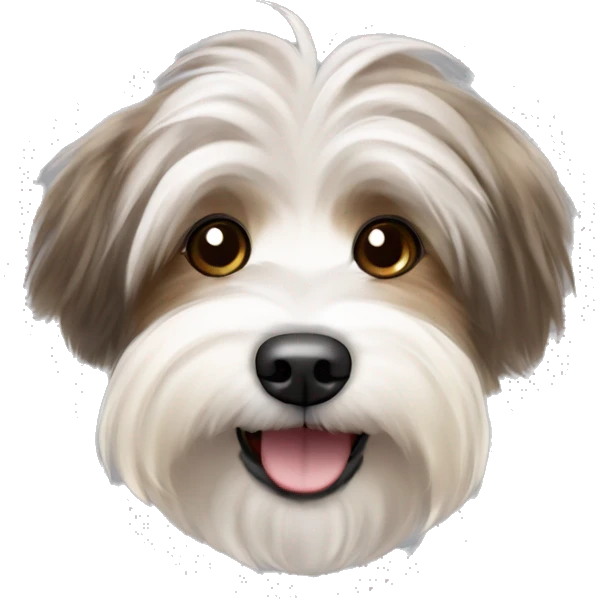 Havanese dog with ash brown and blonde streaks in the fur woth a happy expression emoji