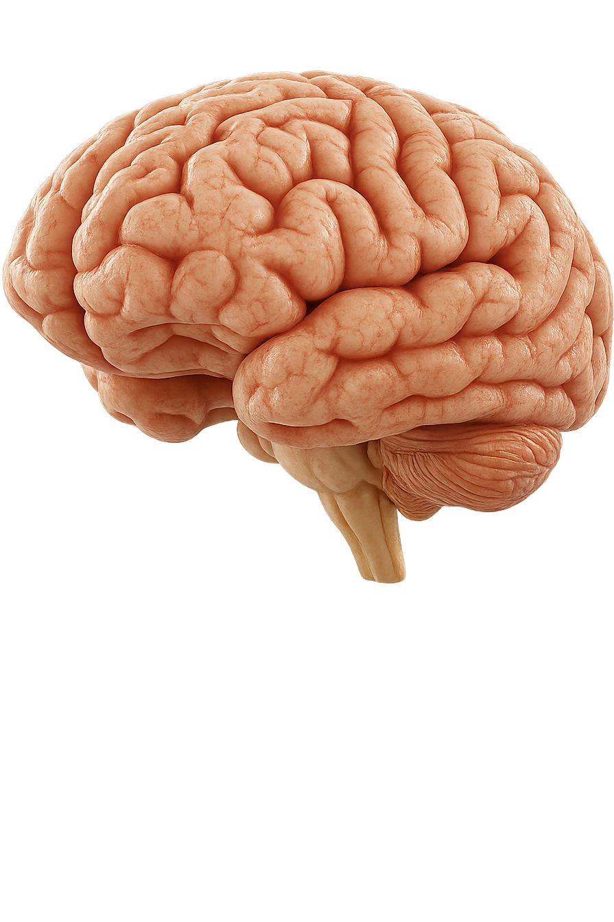 cervello umano 3d emoji