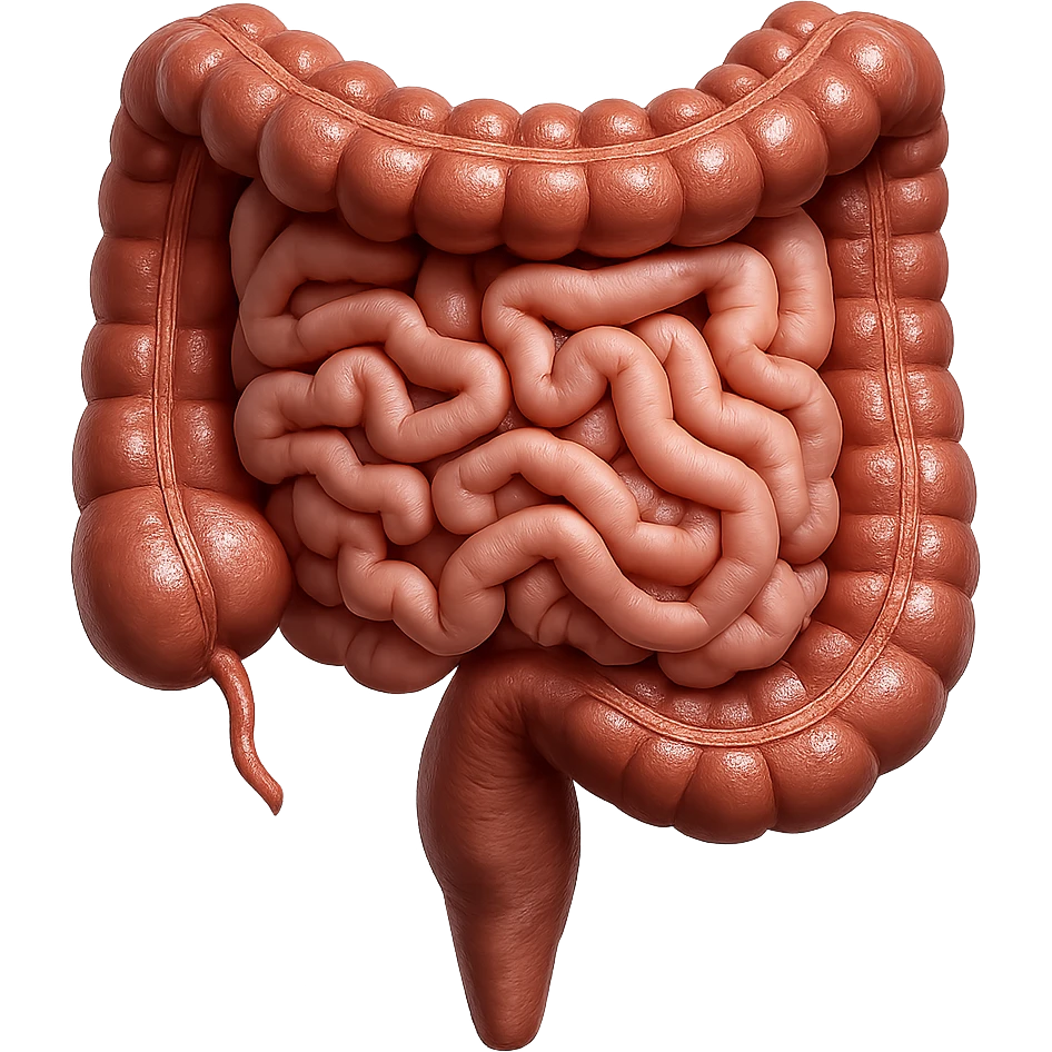 intestino umano anatomico, iperrealistico 4k emoji