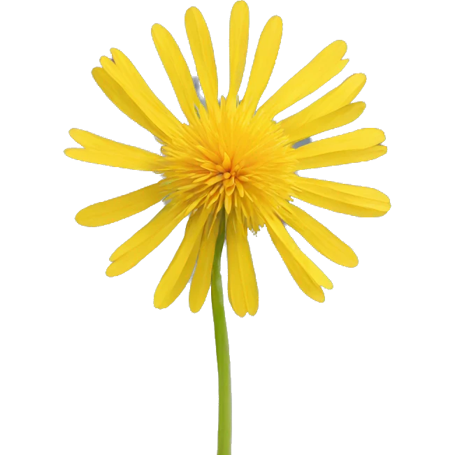 yellow dandelion emoji