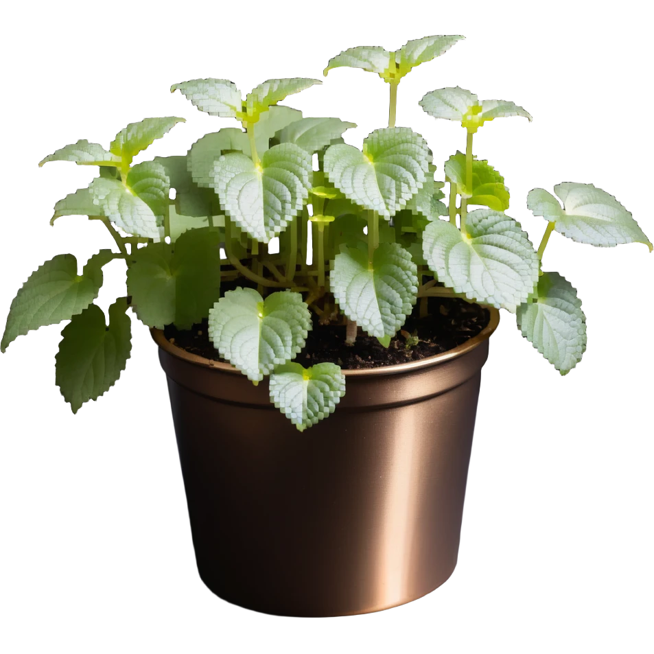 8-bit pixel art of small Plectranthus Verticillatus sprouts with round circular leaves in a shiny metallic planter emoji