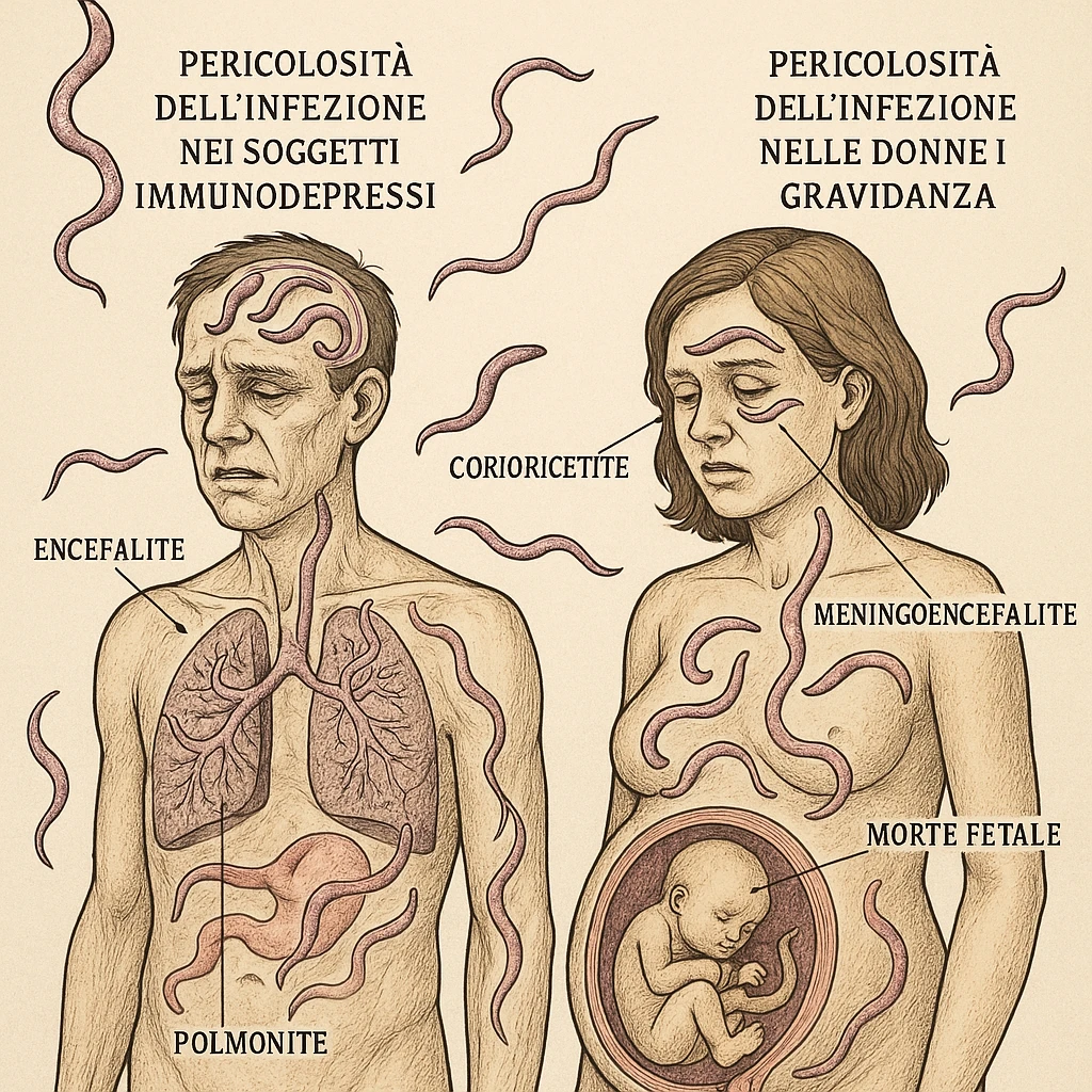 Toxoplasma gondii, infetta uomo immunodepresso e donne incinta. Causando gravi problemi tutto scritto in italiano emoji