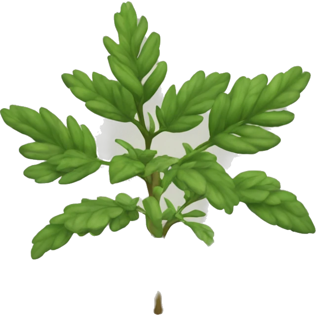 Ruta graveolens plant emoji