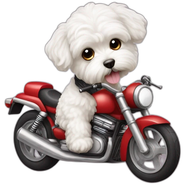 White maltipoo with motorcycle emoji