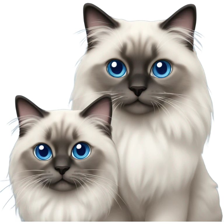 Two Blue point ragdoll cats with medium length hair, with blue eyes, dark face  emoji