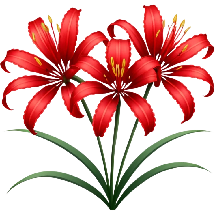 Lycoris Radiata red spider lily flower with two blooms emoji