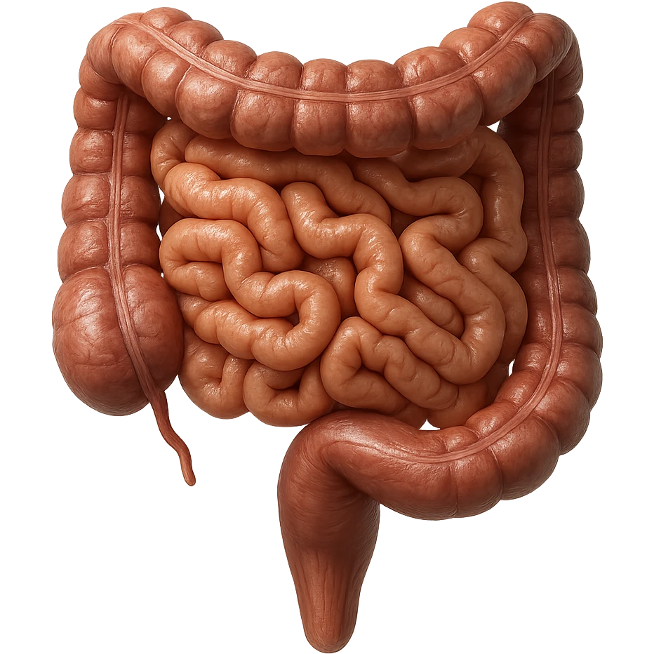 intestino umano anatomico iperrealistico 4k emoji
