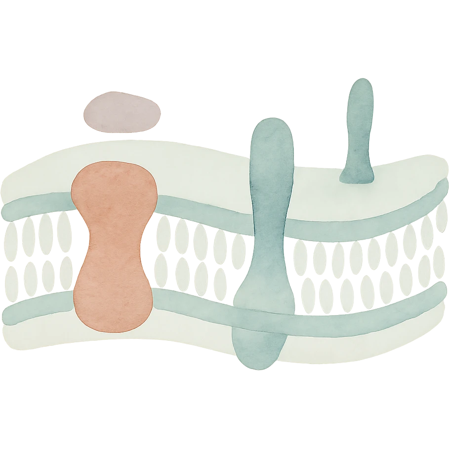 stylized biomembrane, double phospholipid layer with embedded proteins, watercolor art style emoji