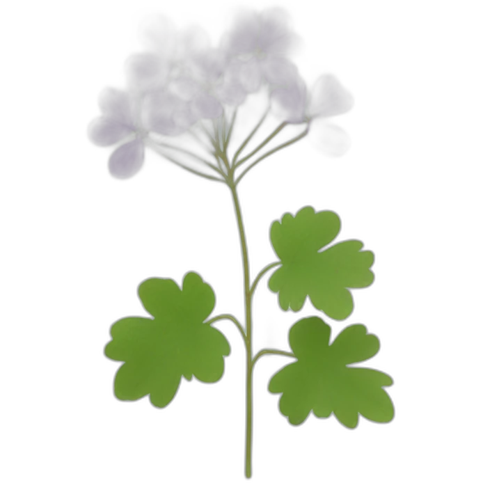Thalictrum emoji