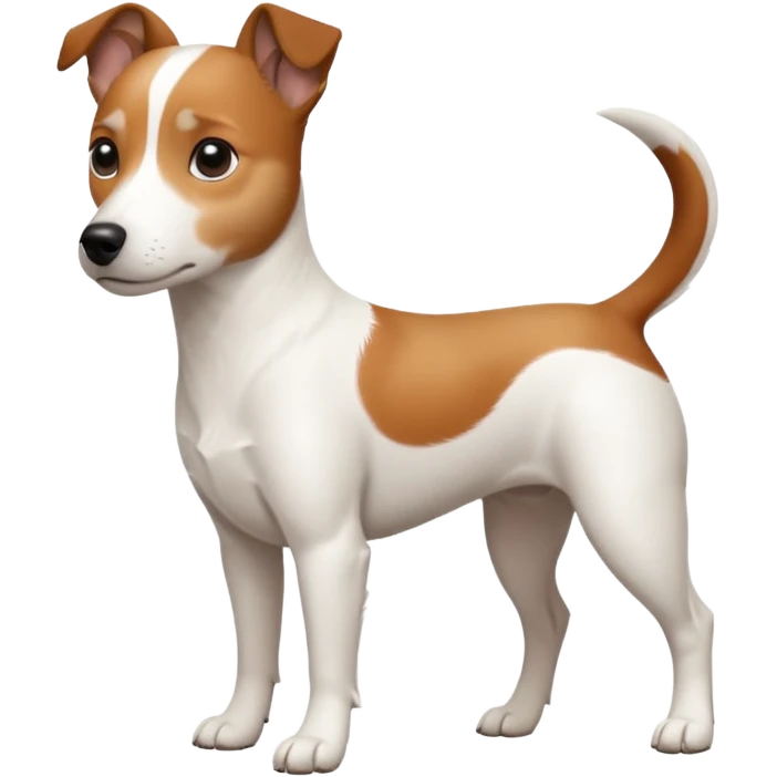 a fully white jack russell the size of a kelpie with a half white face emoji