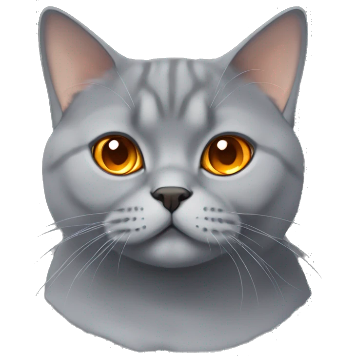 grey british shorthair cat with orange eyes  emoji