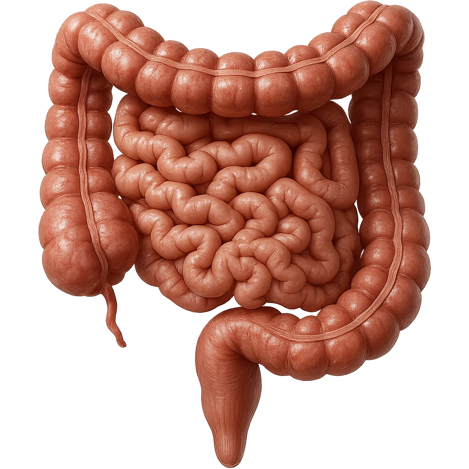 intestino umano anatomico iperrealistico 4k emoji
