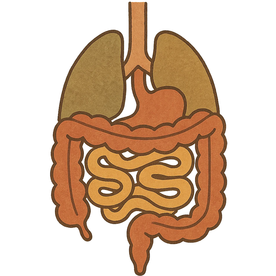 Anatomical illustration of the human digestive system, showing the colon, small intestine, and large intestine. Smooth 3D style, soft shading, clean and simple design.
 emoji