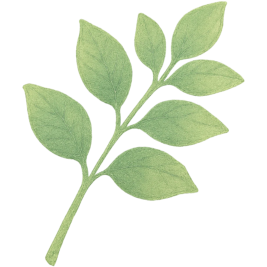 a simple leafy green branch, Japanese hand-drawn pastel style, full object, transparent background emoji