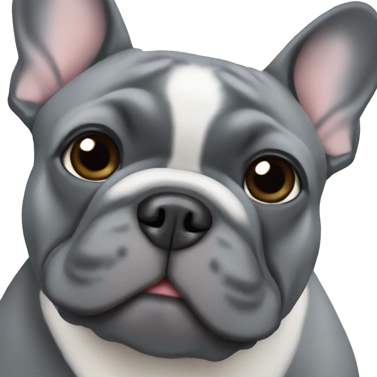a grey french bulldog with a white chest patch emoji