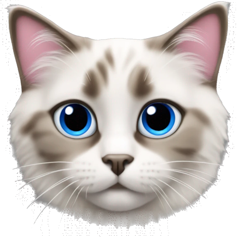 Ragdoll mix with tabby cat with blue eyes and pink nose emoji