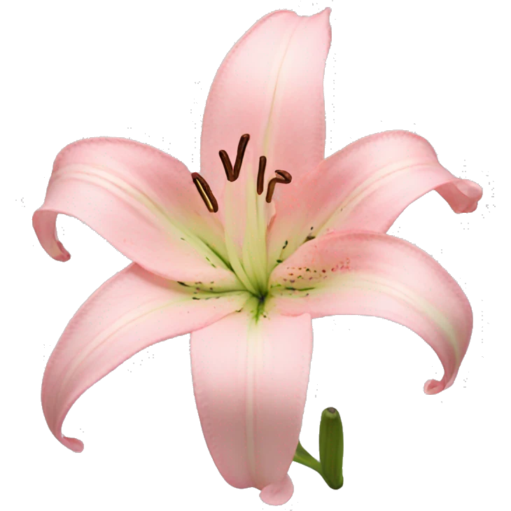light pink lilium emoji