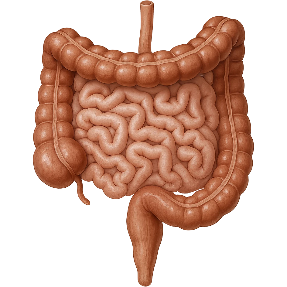 INTESTINO UMANO ANATOMICO REALISTICO emoji