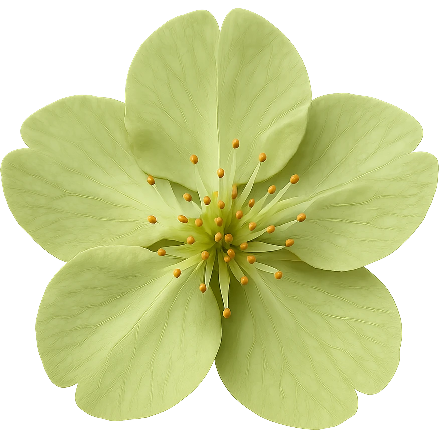 show  one green cherry blossom without a stem , remove background emoji