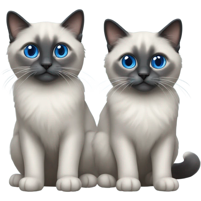 Two Blue point ragdoll cats with short length hair, with blue eyes, dark face  emoji