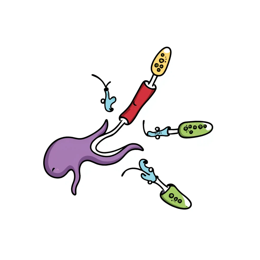 Anatomical diagram of anti-diabetic mechanism: purple pancreas releasing blue insulin molecules, red blood vessels with yellow glucose particles, green cell receptors accepting insulin. Hand-drawn illustration showing glucose regulation with arrows indicating reduced blood sugar levels. emoji