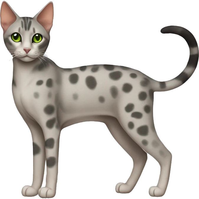Short-haired oriental cat ,full body , grey coat with spots , green eyes , terracotta nuzzle emoji